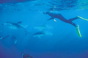 Swim with dolphins in the pacific ocean