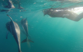 SB dolphin swim2