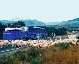Bus with sheep edited