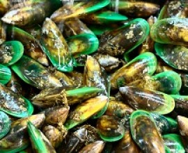 green lipped mussels