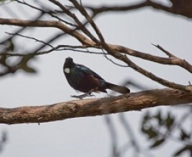 Tui