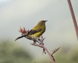 Bellbird