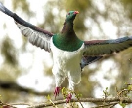 Kereru