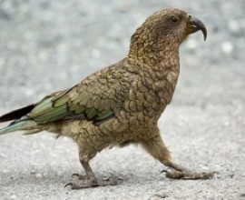 Kea