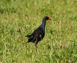 Pukeko