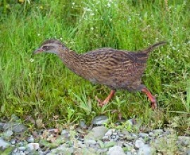 Weka