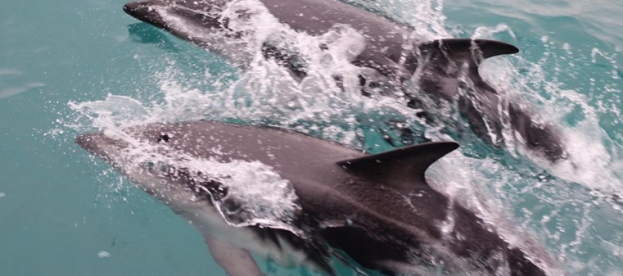Dolphin watching in New Zealand