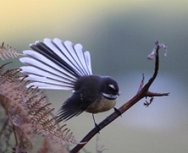 Fantail