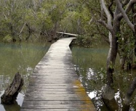 Haruru Falls Walkway