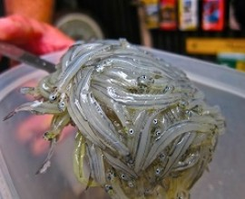 Whitebait