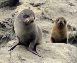 Fur seals