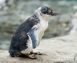 Blue Penguin