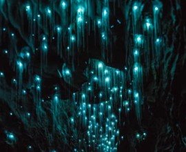 Visit the glow worm caves for free in Punakaiki