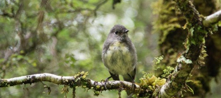 New Zealand Robin