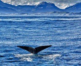 Whale Watching in Kaikoura