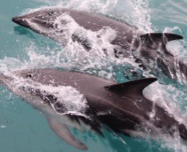 Dusky Dolphins