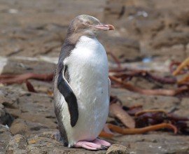 Yellow Eyed Penguin