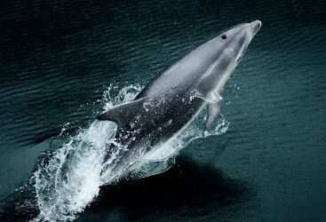 Dolphin watching in New Zealand