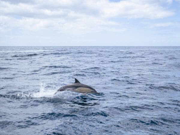 Dolphin watching in New Zealand