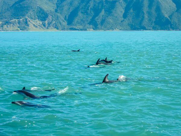 Dusky Dolphins in New Zealand