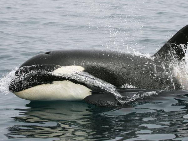 Orcas Dolphins in New Zealand