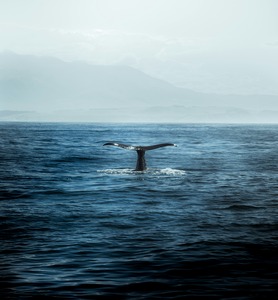 Go whale and dolphin watching on the Flying Kiwi South Island tour 