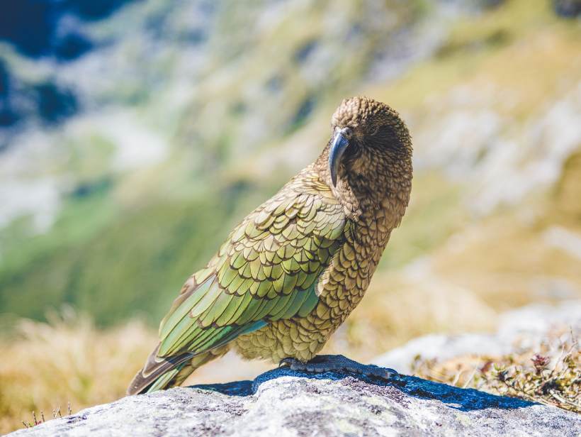 Watch out for Kea along the Routeburn track